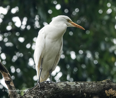 Bubulcus ibis