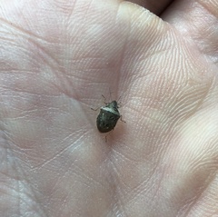 Eysarcoris ventralis