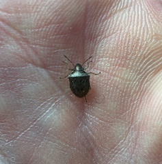 Eysarcoris ventralis