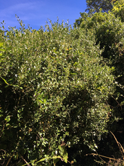 Parsonsia heterophylla