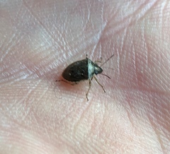 Eysarcoris ventralis