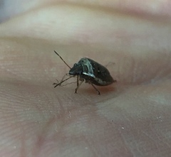 Eysarcoris ventralis
