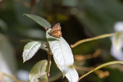Hypocysta irius