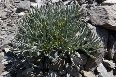Lignocarpa carnosula