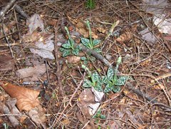 Goodyera repens image