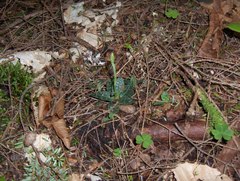 Goodyera repens image