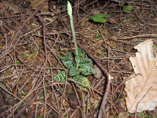 Goodyera repens image
