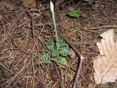 Goodyera repens image