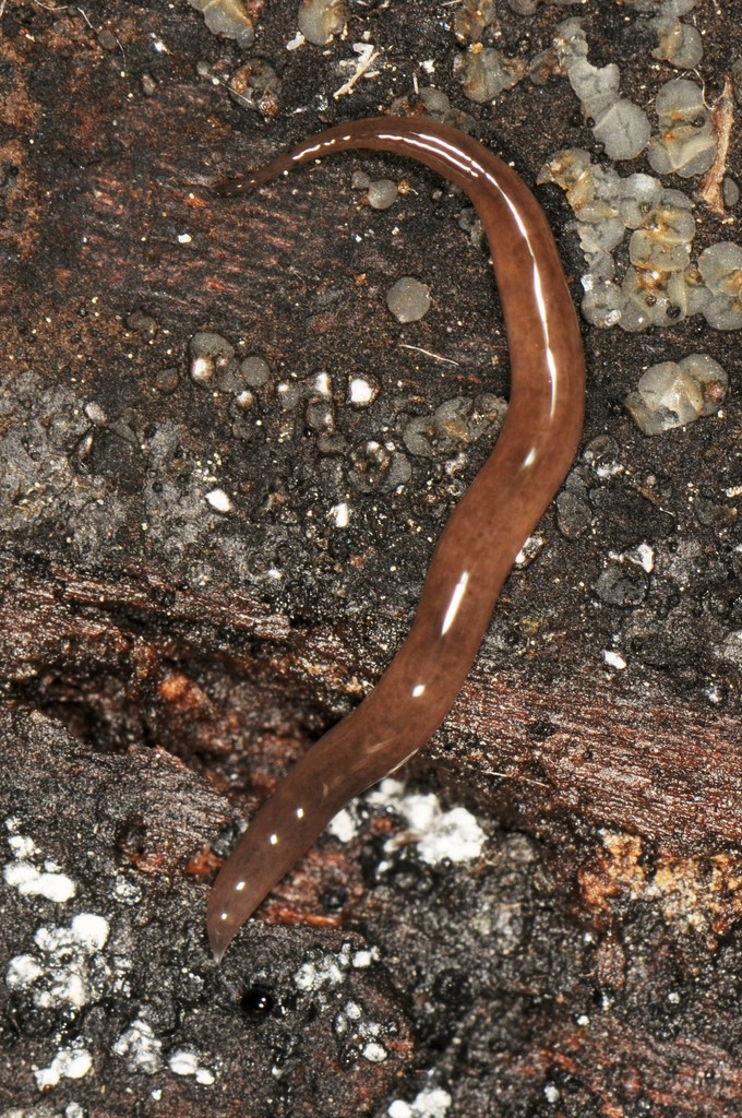 Snake-headed Flatworm from The William Cullen Bryant Homestead ...