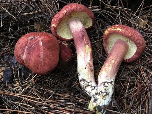 Tricholomopsis rutilans