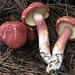 赭紅擬口蘑 - Photo 由 Damon Tighe 所上傳的 (c) Damon Tighe，保留部份權利CC BY-NC