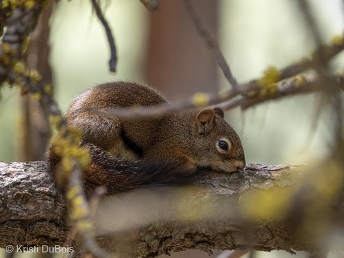 iNaturalist observation 2023-07-06