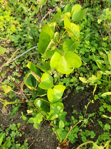 Lesser Yam (Dioscorea esculenta)