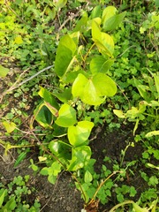 Lesser Yam (Dioscorea esculenta)