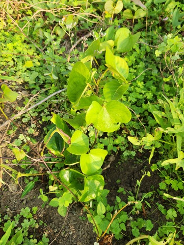 Dioscorea esculenta, photograph 1