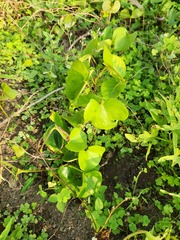 Dioscorea esculenta