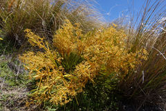 Aciphylla montana