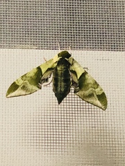 Callambulyx tatarinovii