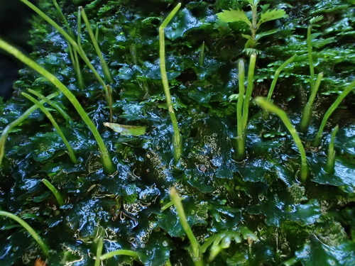 Cape Smooth Hornwort (Phaeoceros bolusii)