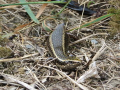 Oligosoma kokowai