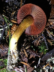 Cortinarius smithii