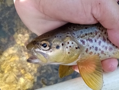 Louros Trout photo 1