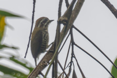 Picumnus innominatus