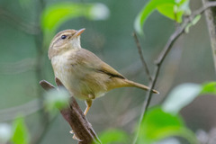 Phylloscopus schwarzi