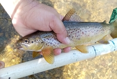 Louros Trout photo 2