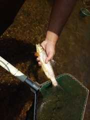 Louros Trout photo 5