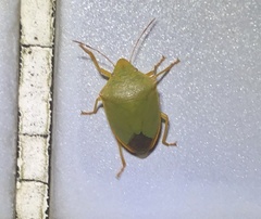 Halyabbas unicolor