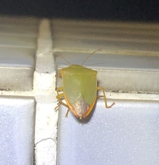 Halyabbas unicolor