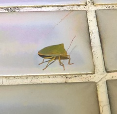 Halyabbas unicolor