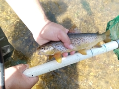 Louros Trout photo 3