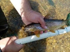 Louros Trout photo 4