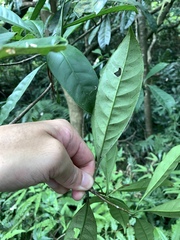Chengiodendron matsumuranum, photograph 呂一起(Lyu yi-chi), CC BY, iNaturalist via GBIF