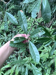 Chengiodendron matsumuranum, photograph 呂一起(Lyu yi-chi), CC BY, iNaturalist via GBIF