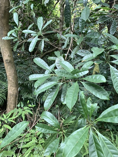 Chengiodendron matsumuranum, photograph 4