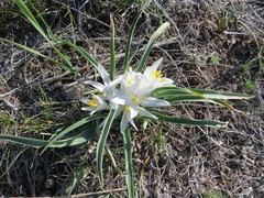 Leucocrinum montanum