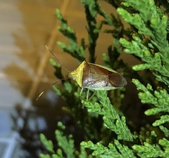 Neojurtina typica