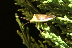 Neojurtina typica