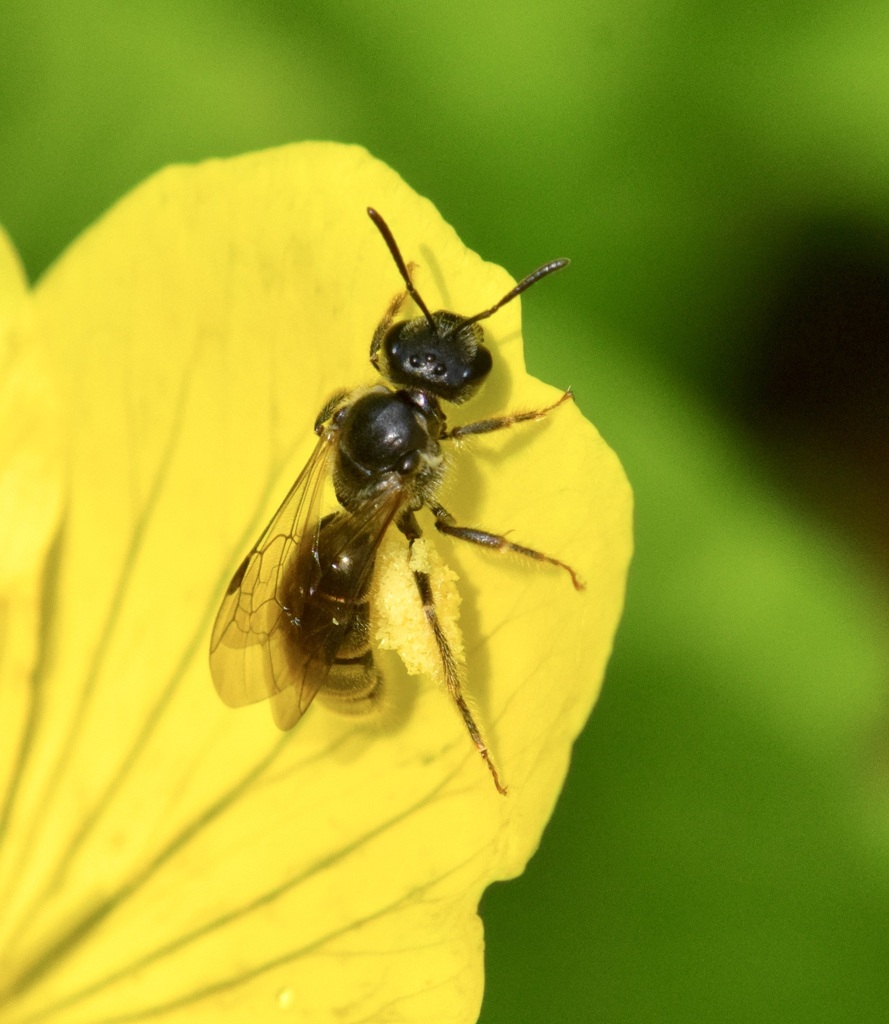 Evening Primrose Sweat Bee