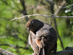Melozone crissalis