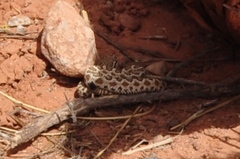 Crotalus oreganus concolor