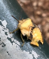 Tessaratoma papillosa