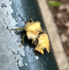 Tessaratoma papillosa