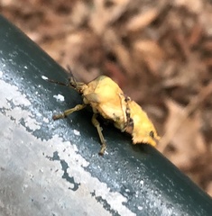 Tessaratoma papillosa