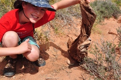Crotalus oreganus concolor