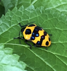 Poecilocoris druraei