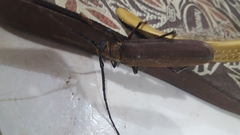 Orthomegas cinnamomeus